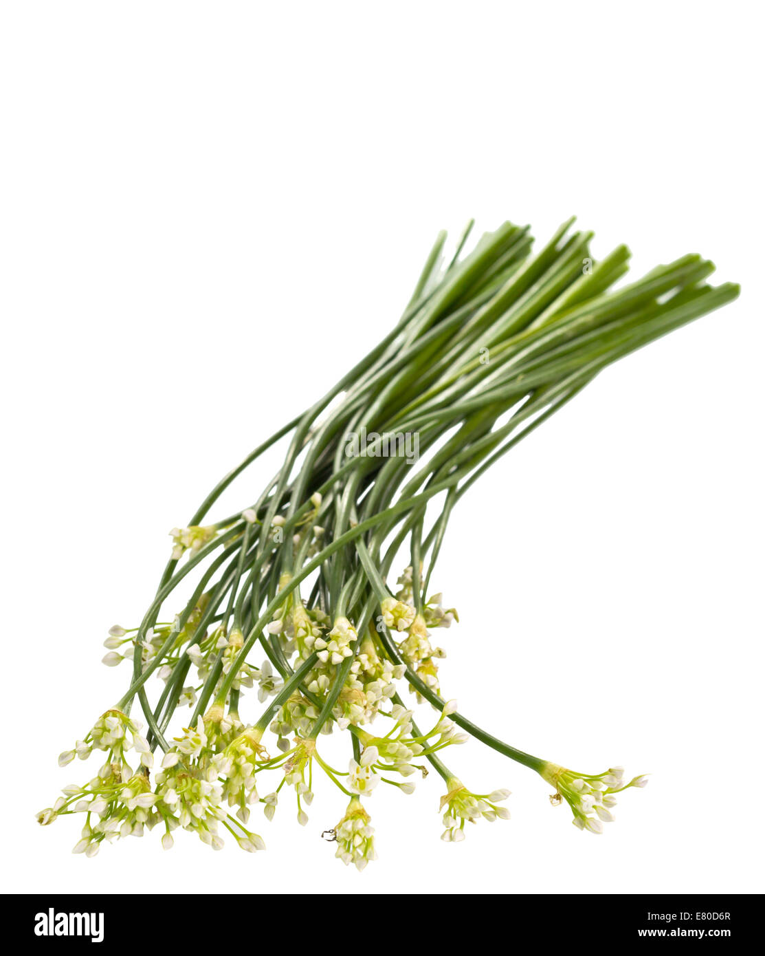 Garlic chives,Chinese chives, Oriental garlic, Chinese leek or Allium tuberosum on isolated white background Stock Photo