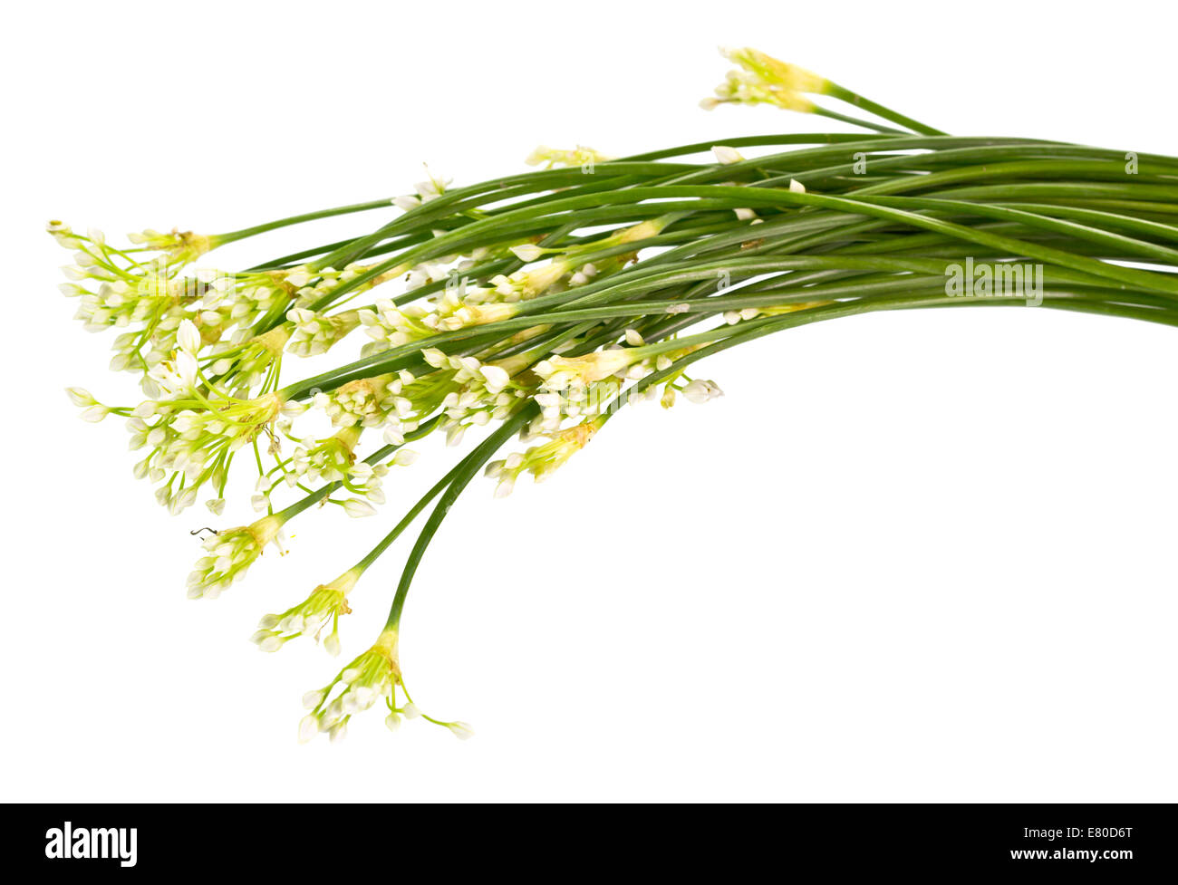 Garlic chives,Chinese chives, Oriental garlic, Chinese leek or Allium tuberosum on isolated white background Stock Photo