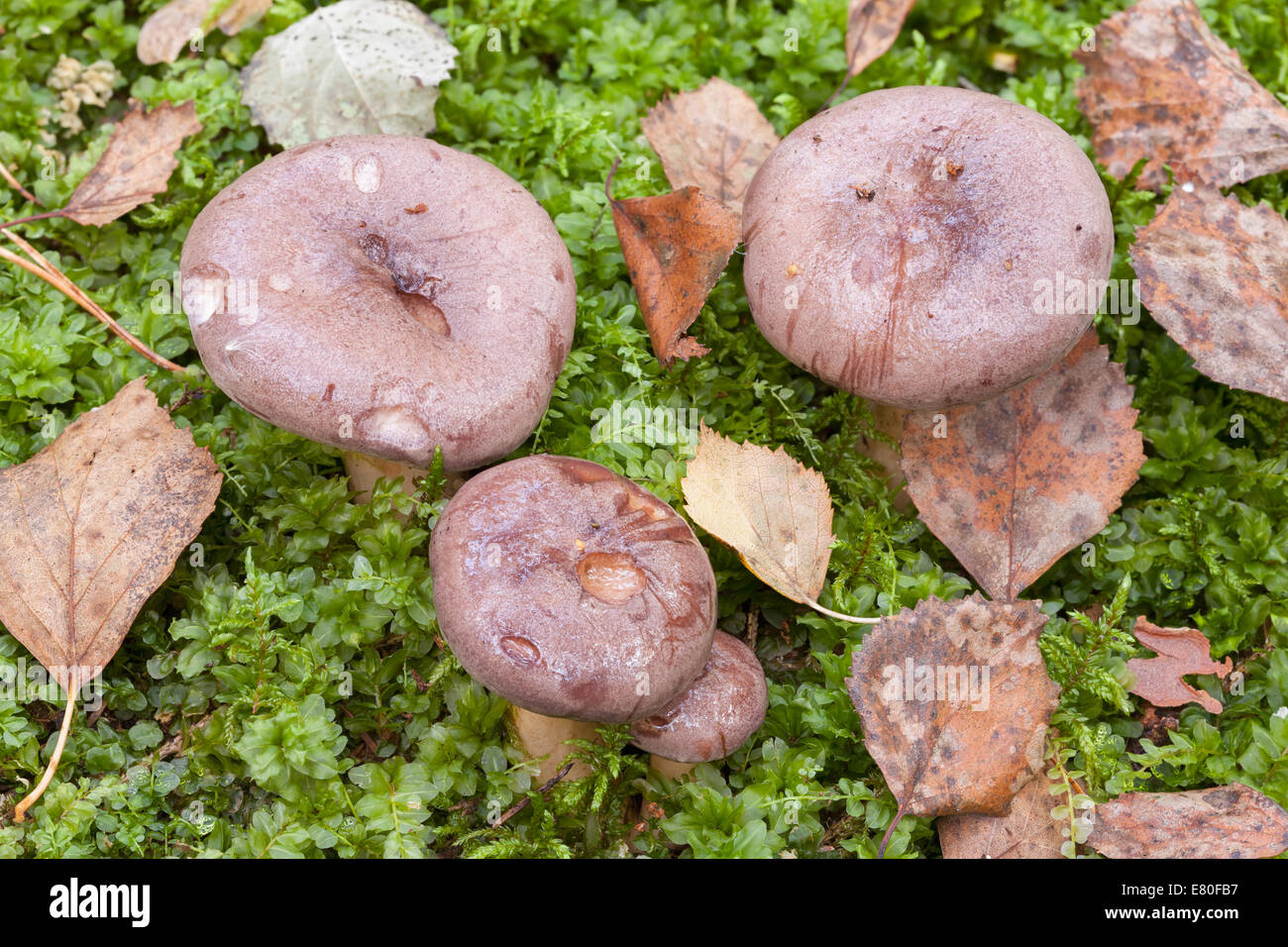 Lactarius trivialis mushrooms Stock Photo