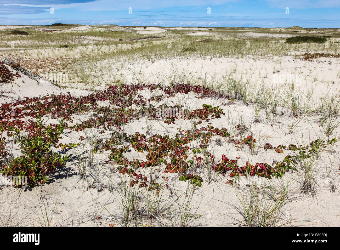 Sand dunes near Provincetown in Cape Cod, Massachusetts, USA. Stock Photo