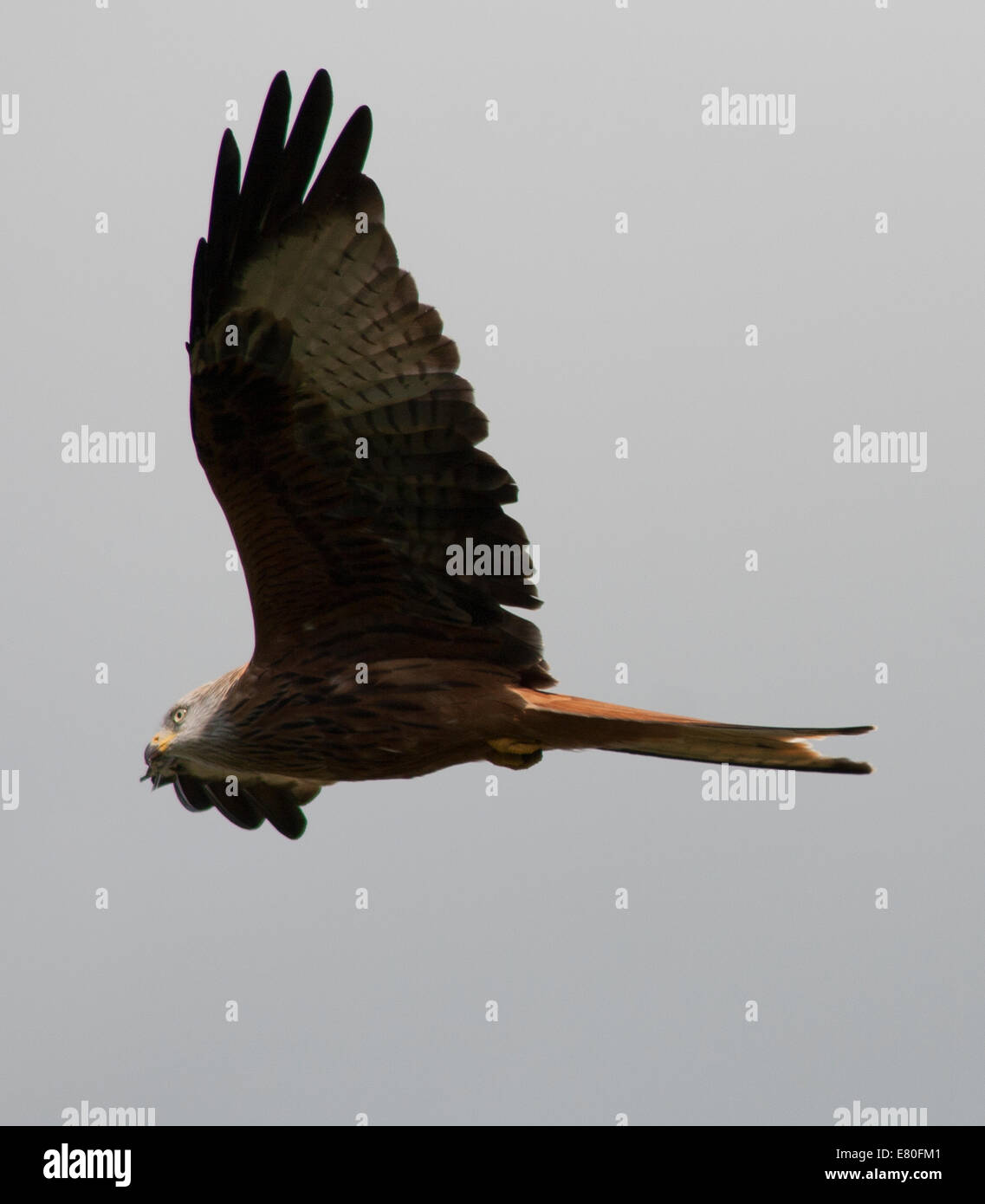 Red Kite flying above Gigrin Farm feeding station, Rhayader, Mid-Wales Stock Photo