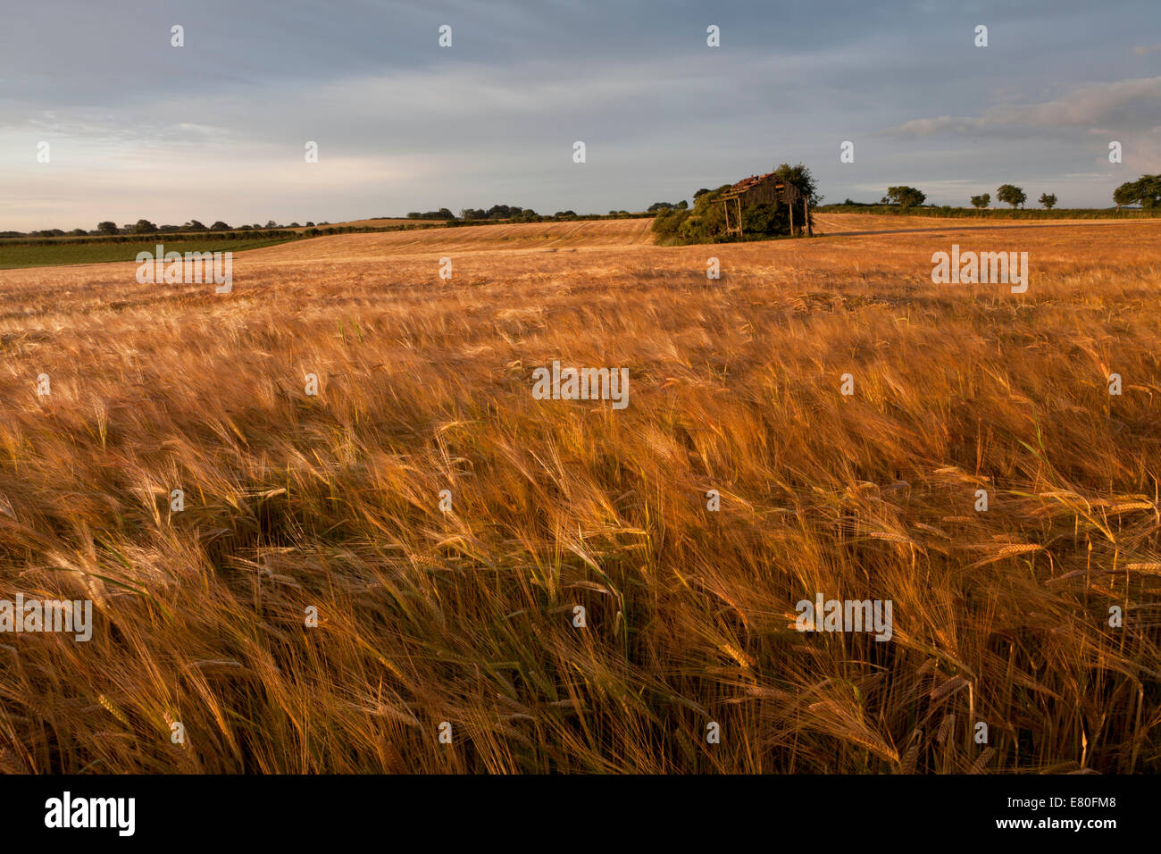Barley fields in summer with a old broken barn Stock Photo