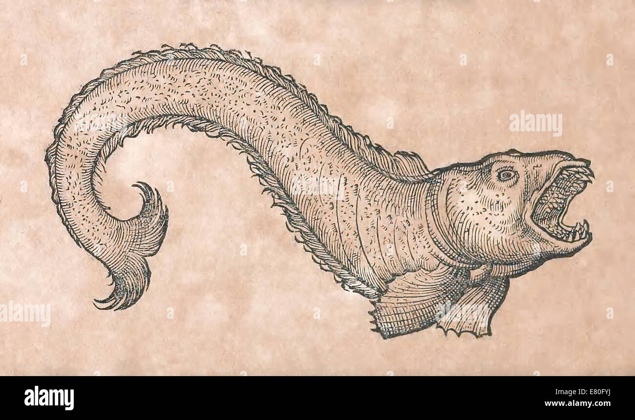 Illustration of marine creature from 'Historia animalium' by Conrad Gessner (1516-1565). See description for more information. Stock Photo