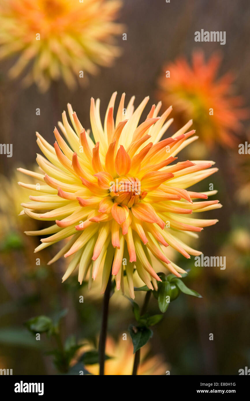 Fiery Red and Yellow Dahlia. Cactus type Dahlia in an herbaceous border. Stock Photo