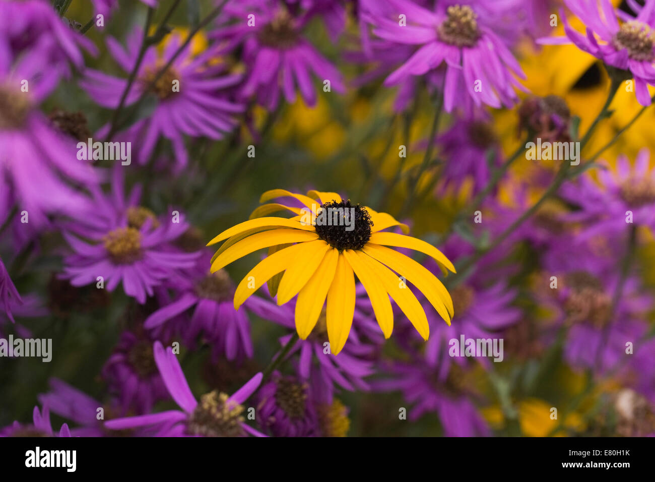 Rudbeckias and Asters in an herbaceous border. Stock Photo