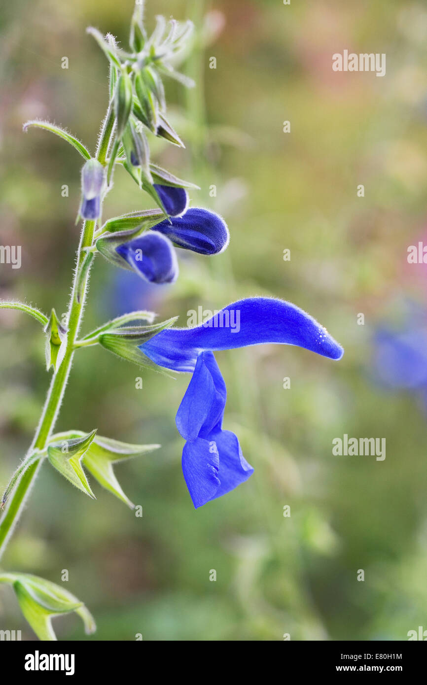 Salvia patens flower. Gentian sage. Stock Photo