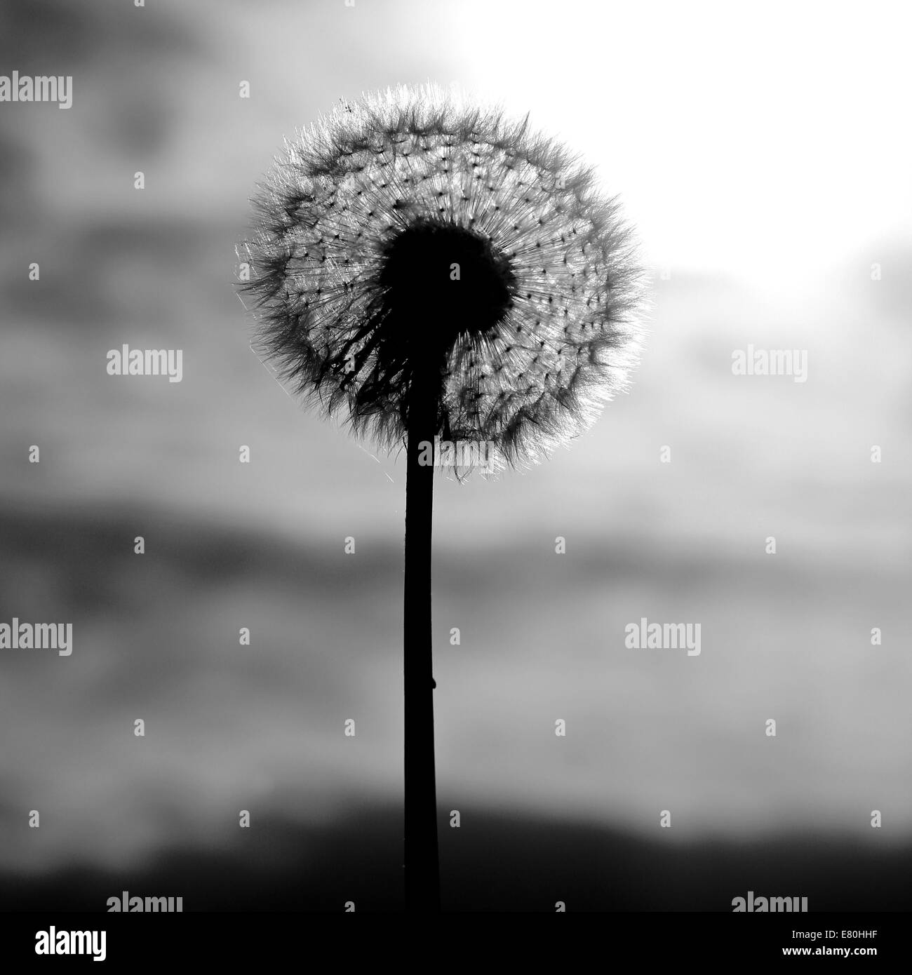 Dramatic black and white Autumn image of a dandelion wild flower after flowering displaying a full seed head Stock Photo