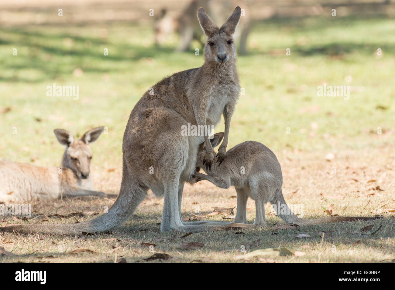 Stock photo of an eastern grey kangaroo joey trying to climb into his mother's pouch. Stock Photo