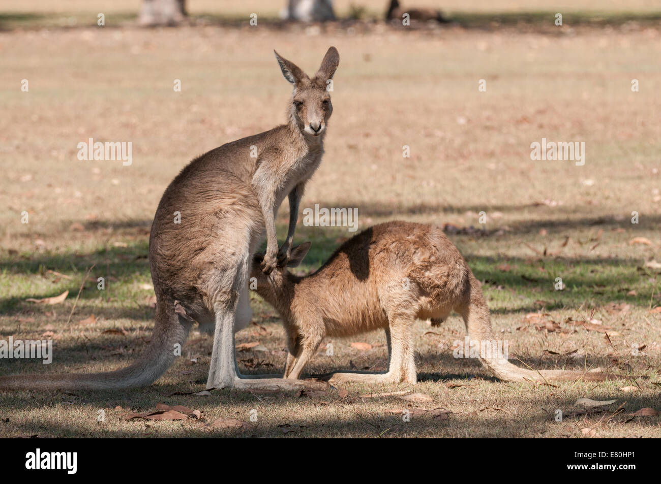 Stock photo of a yearling eastern grey kangaroo trying to crawl into a pouch. Stock Photo