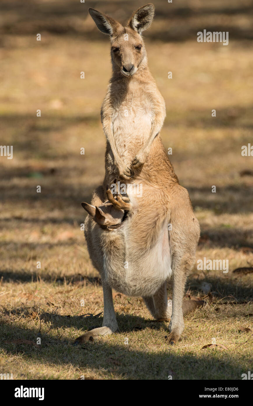 Stock photo of a kangaroo joey in the pouch, Queensland, Australia. Stock Photo
