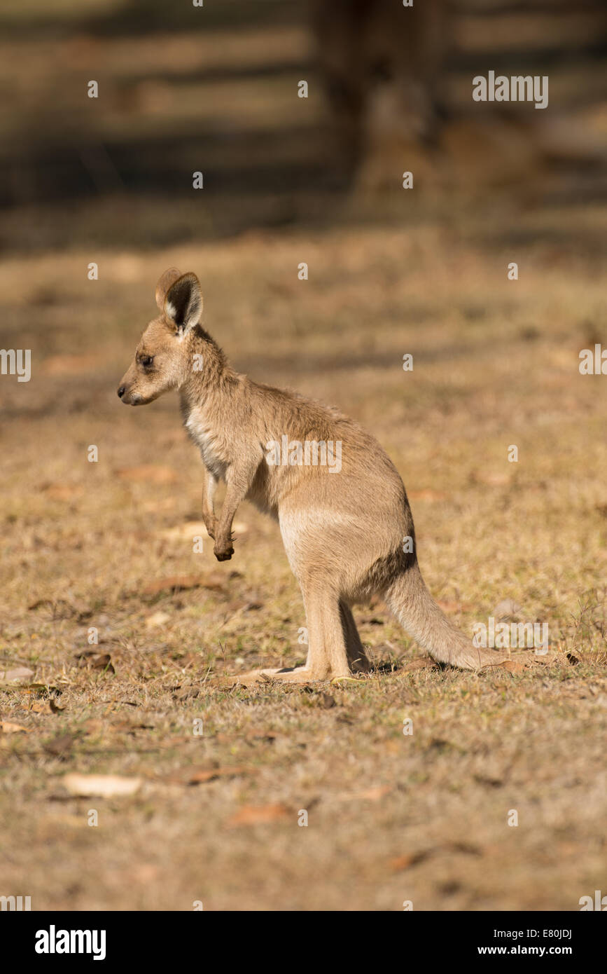 Stock photo of an eastern grey kangaroo joey. Stock Photo