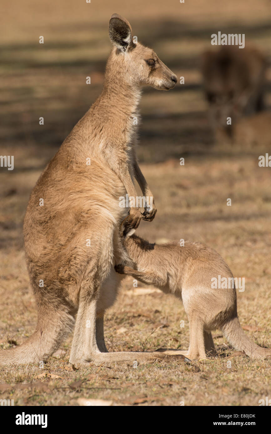 Stock photo of an eastern grey kangaroo joey trying to climb into his mother's pouch. Stock Photo