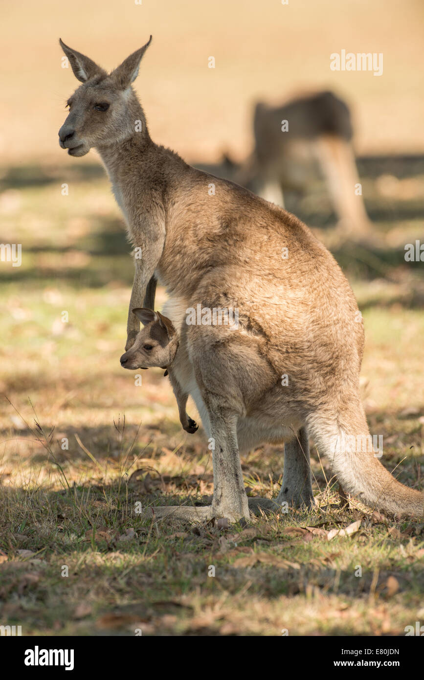 Stock photo of a kangaroo joey in the pouch, Queensland, Australia. Stock Photo