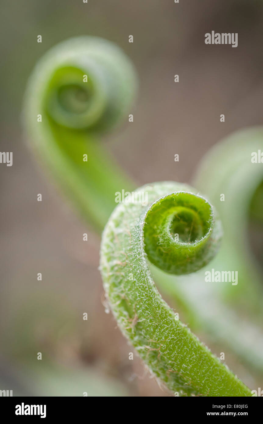 New curled up shoot of a fern Stock Photo - Alamy