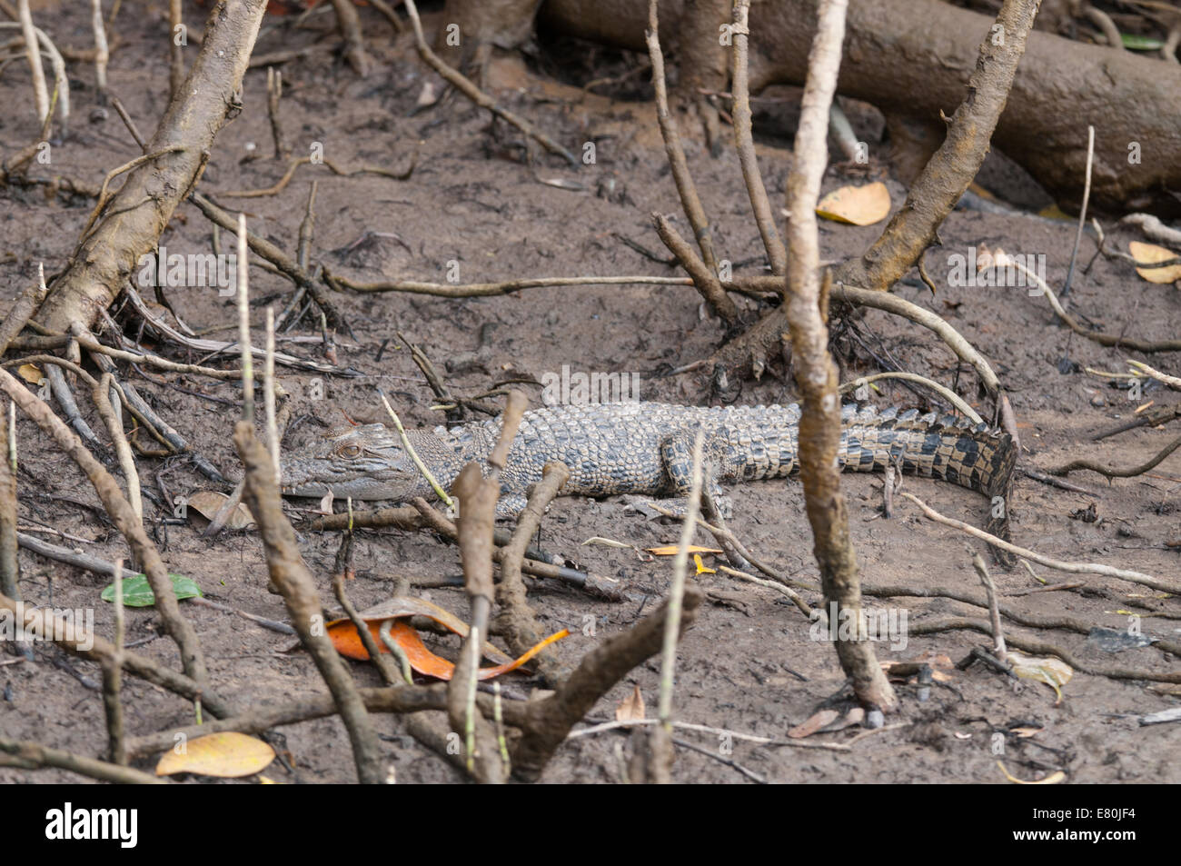 Stock photo of a saltwater crocodile resting on the riverbank. Stock Photo