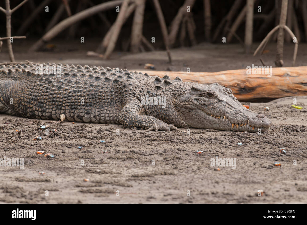 Stock photo of a saltwater crocodile resting on the riverbank. Stock Photo