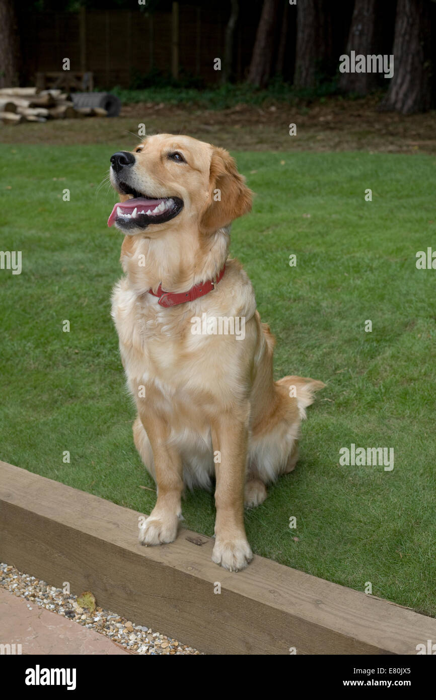 Do Golden Retrievers Need A Lot Of Attention