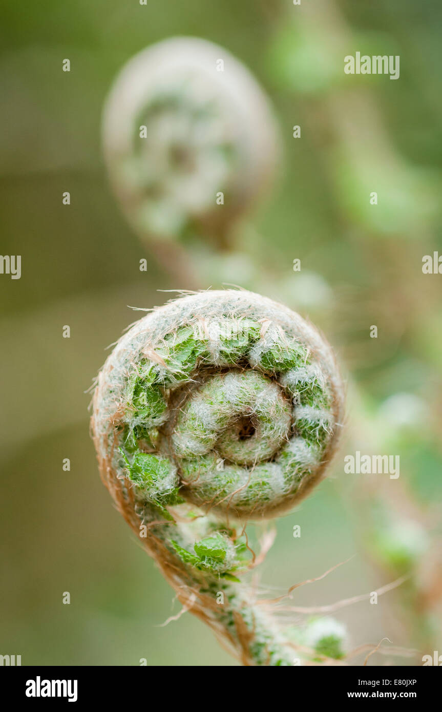 New curled up shoot of a fern Stock Photo - Alamy