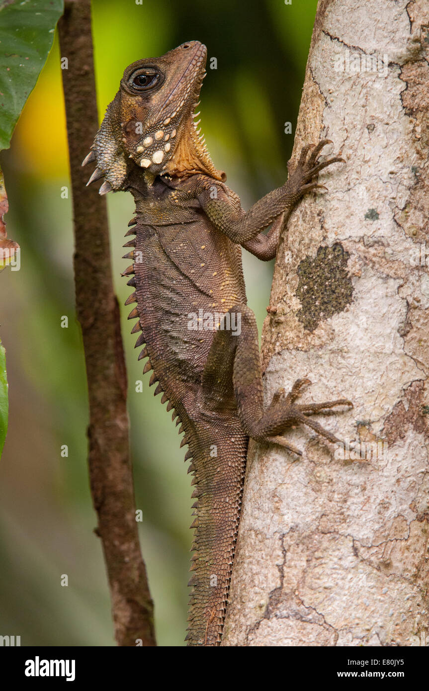 Stock photo of a boyd's forest dragon resting on a tree trunk in the Daintree. Stock Photo