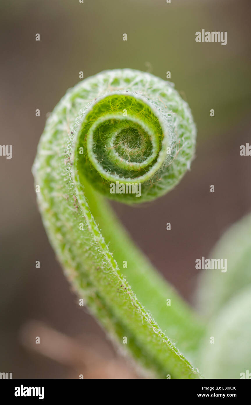 New curled up shoot of a fern Stock Photo - Alamy