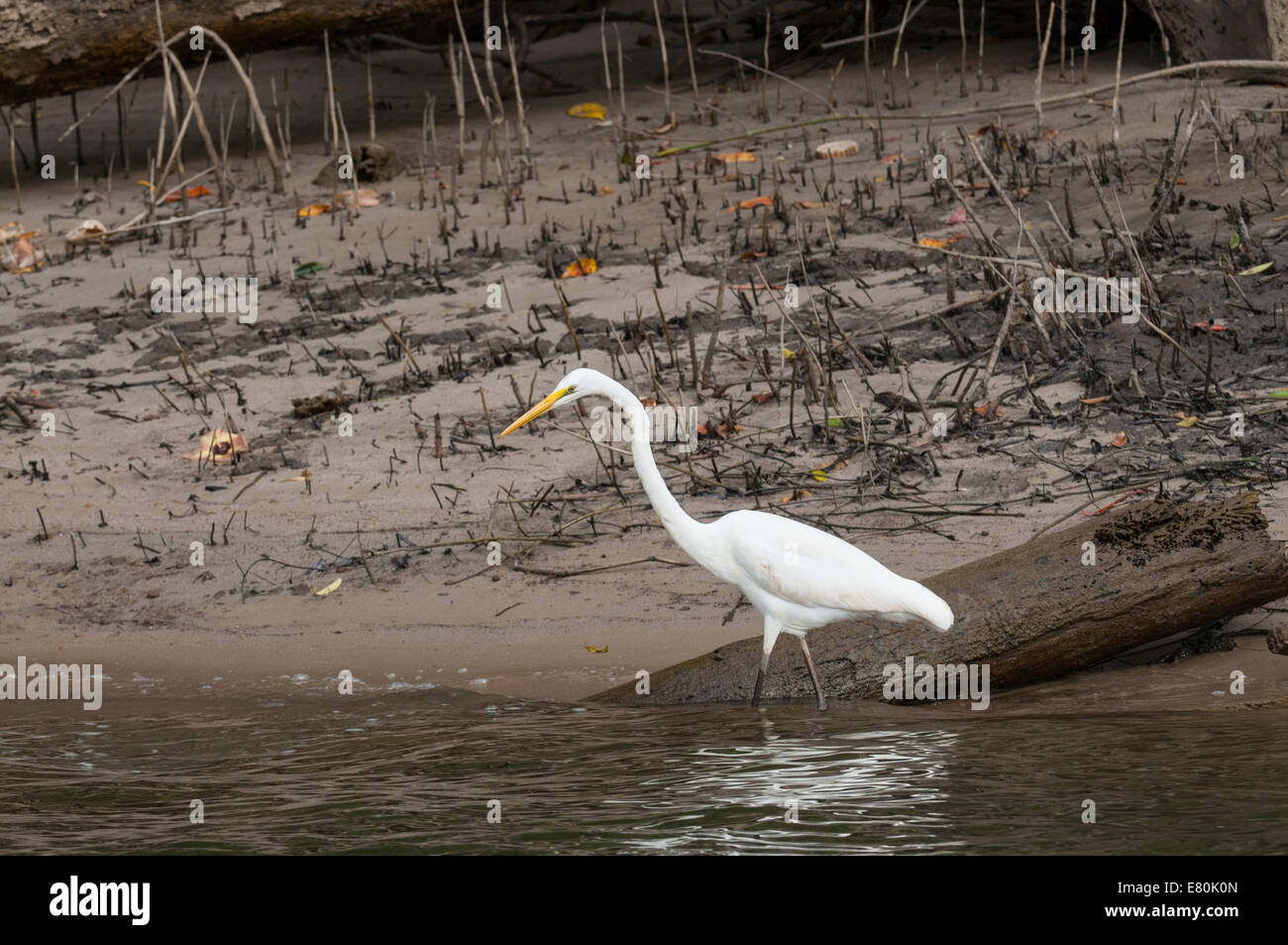 Stock photo of a great egret, Daintree River. Stock Photo