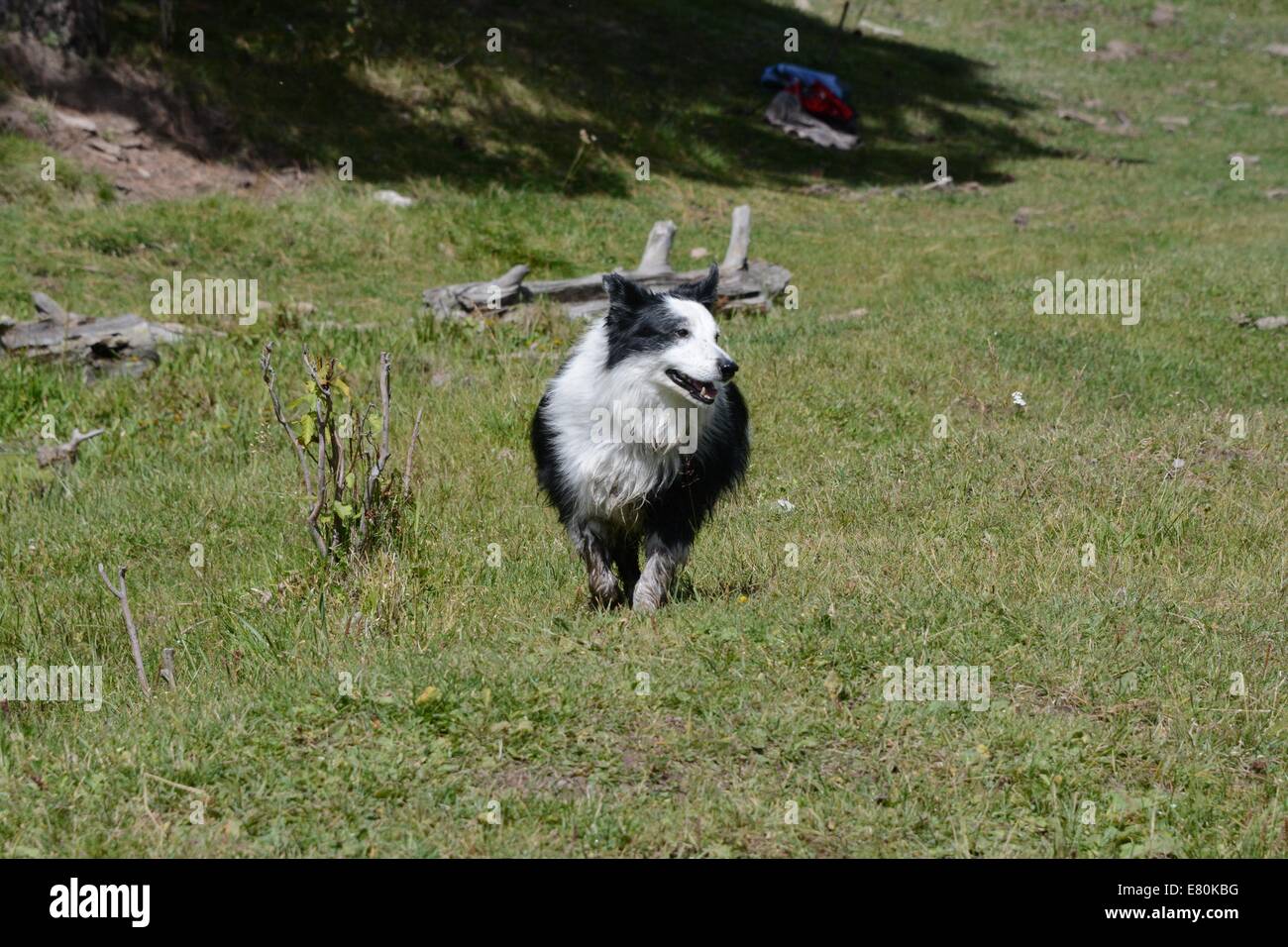 Dog playing in grass Stock Photo