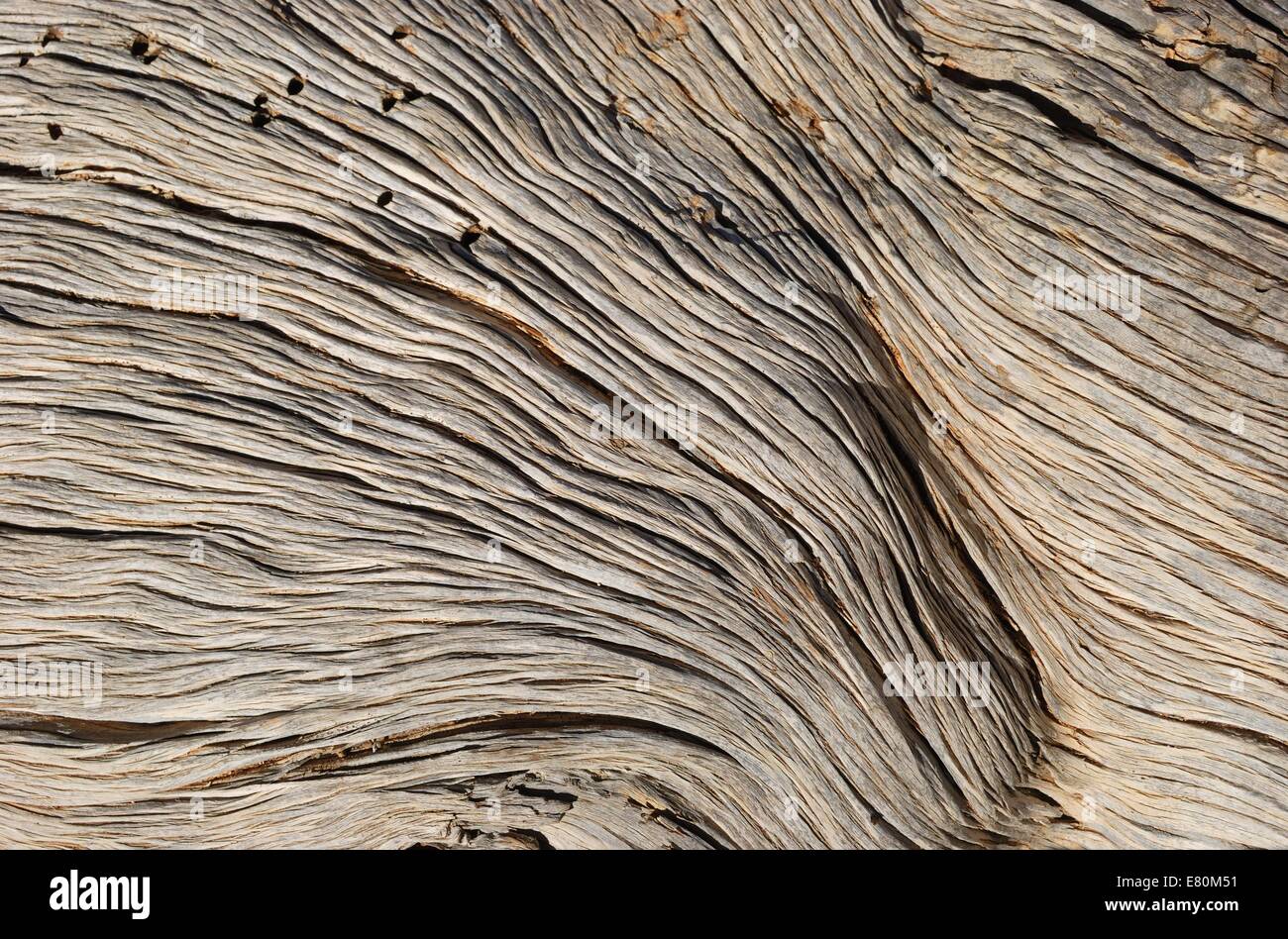 Texture of wood on ancient Bristlecone pine in Bryce Canyon national park, Utah, USA Stock Photo