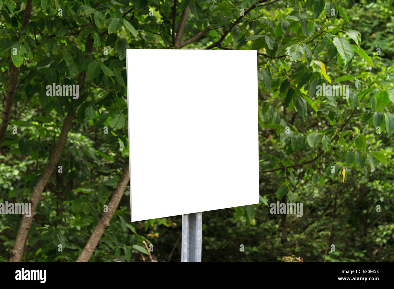 Blank, white traffic sign board and green trees, leaves in forest Stock ...