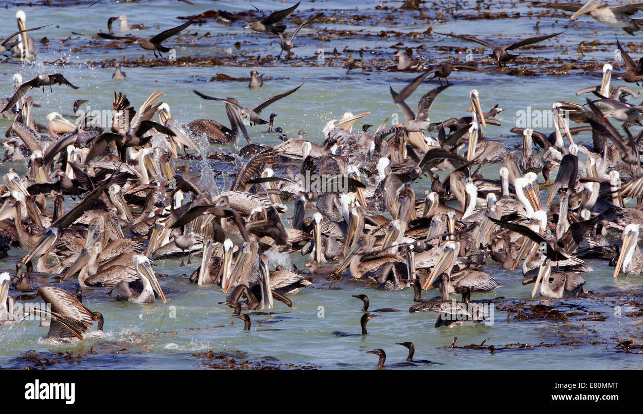 Brown Pelican Flock in Feeding Frenzy Stock Photo