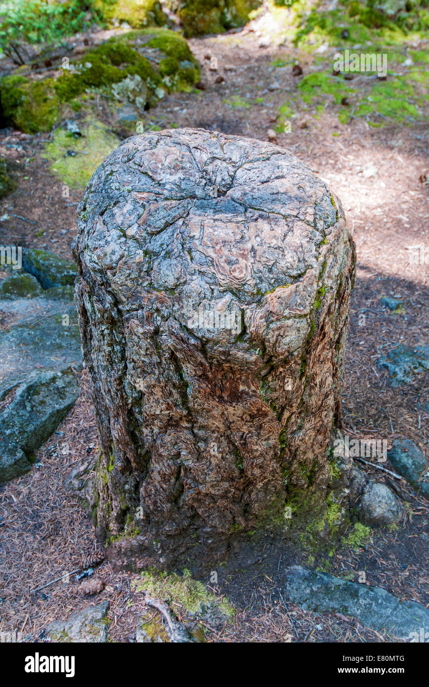 Oregon, Rogue River Gorge, Living Stump, before tree was cut its roots had grafted to a a nearby tree Stock Photo