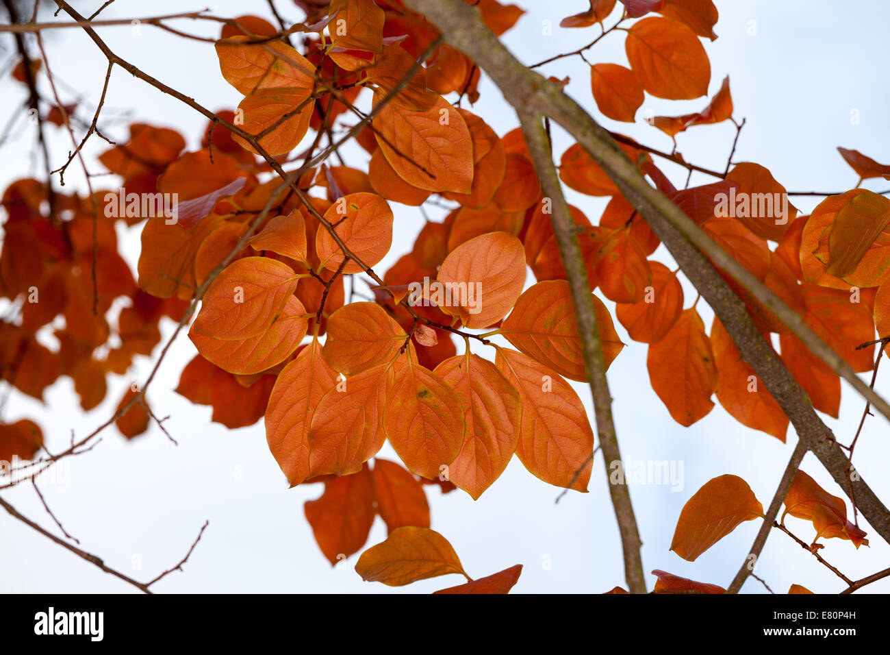 Autumn color, Marin County, California, USA Stock Photo