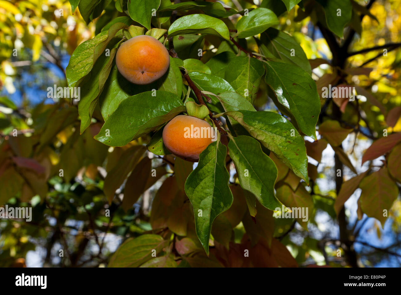Asian persimmons, Marin County, California, USA Stock Photo