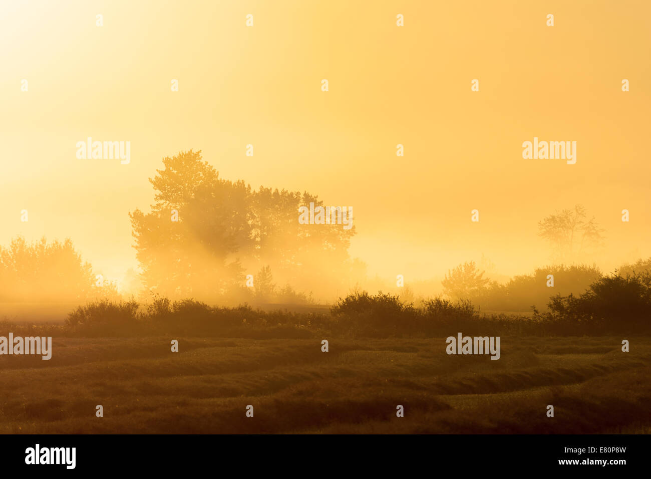 Fog in the field hi-res stock photography and images - Alamy