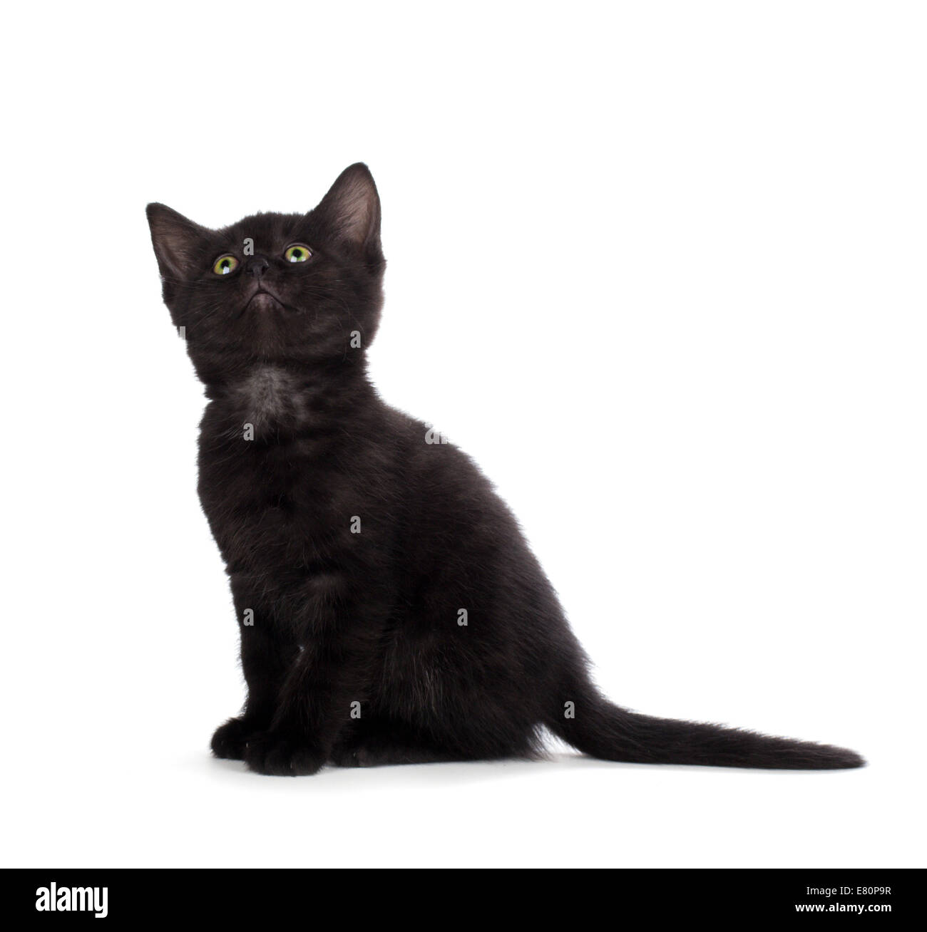 Cute black kitten with green eyes isolated on white Stock Photo Alamy