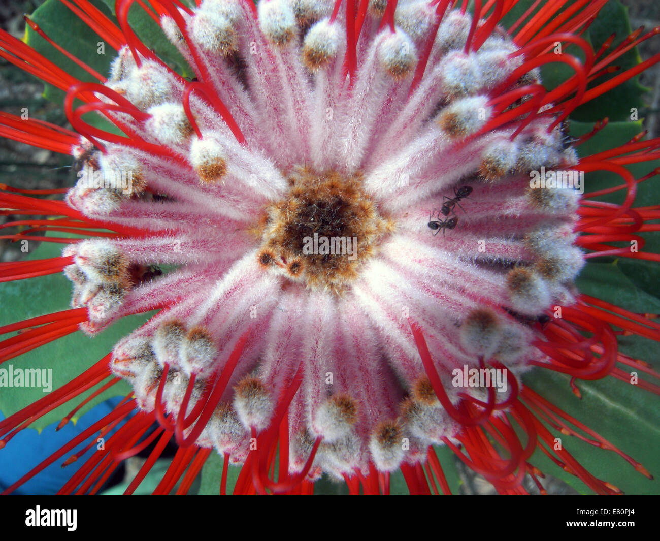 Looking down on flower of scarlet banksia (Banksia coccinea), southwest Western Australia Stock Photo