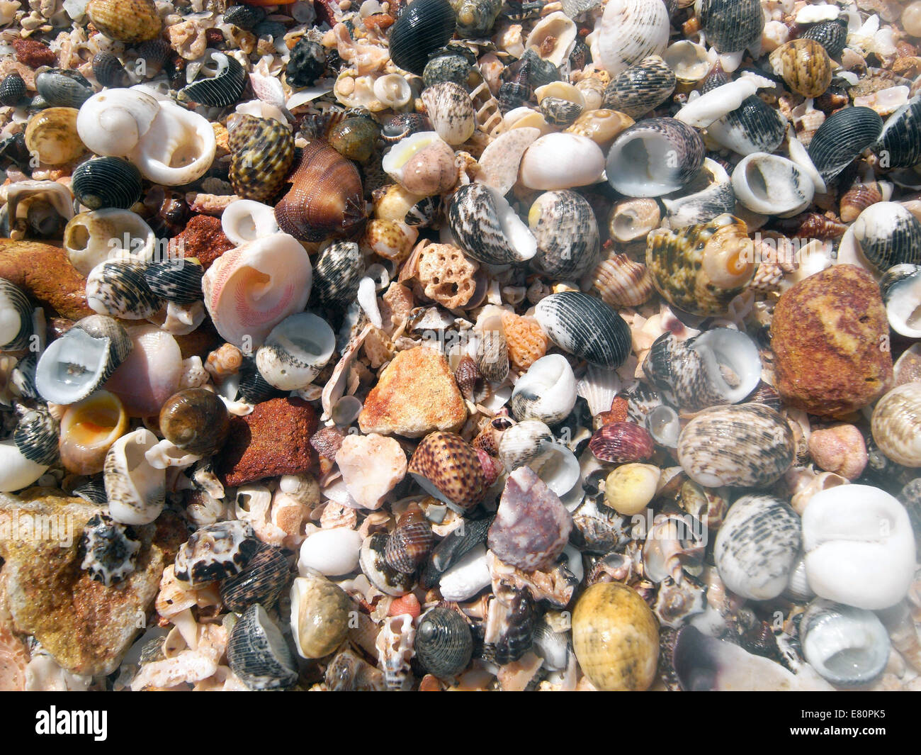 Shells Covering Beach James Price Point Dampier Peninsula - 