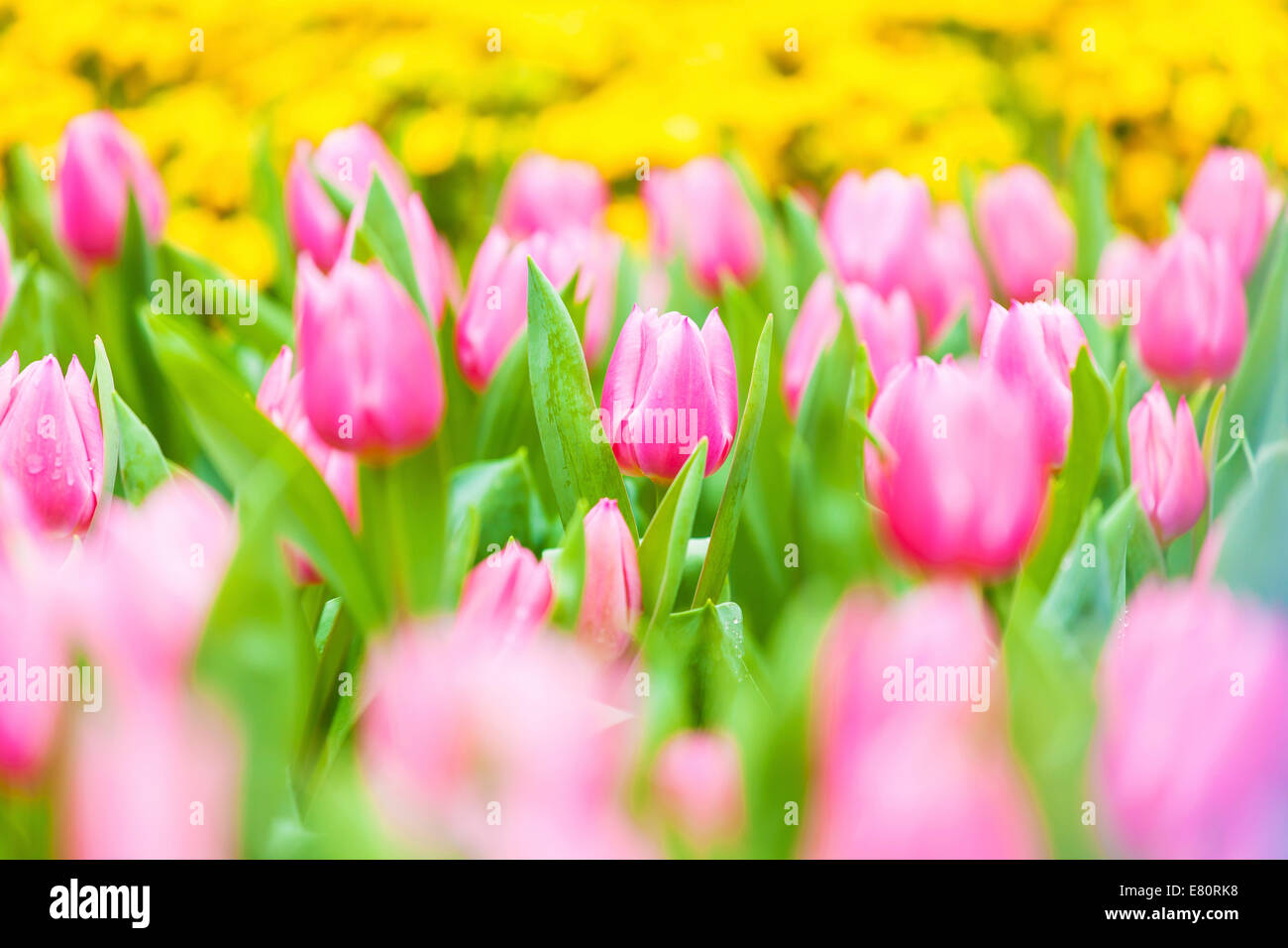 Tulip field in spring Stock Photo - Alamy