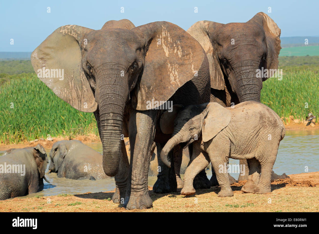 African elephant (Loxodonta africana) cow with young calf, Addo Elephant National park, South Africa Stock Photo