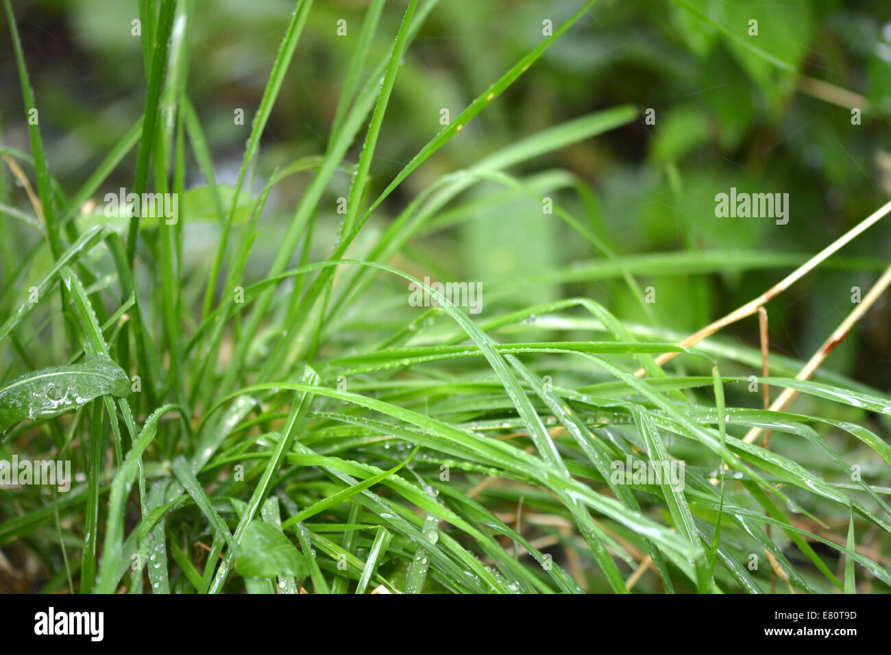 green leaf background with water drops Stock Photo - Alamy