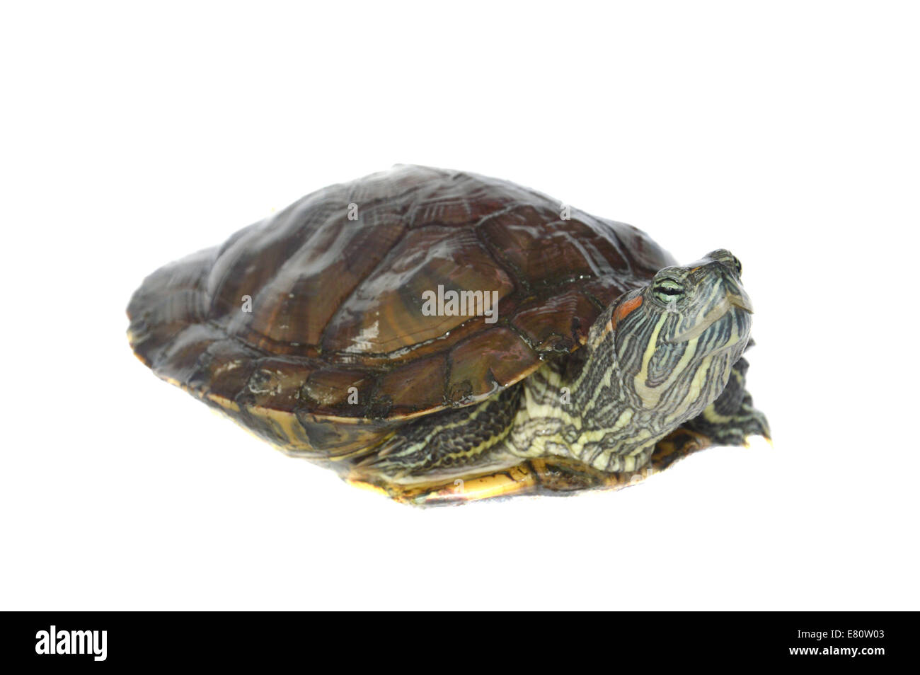 brazilian turtle Stock Photo