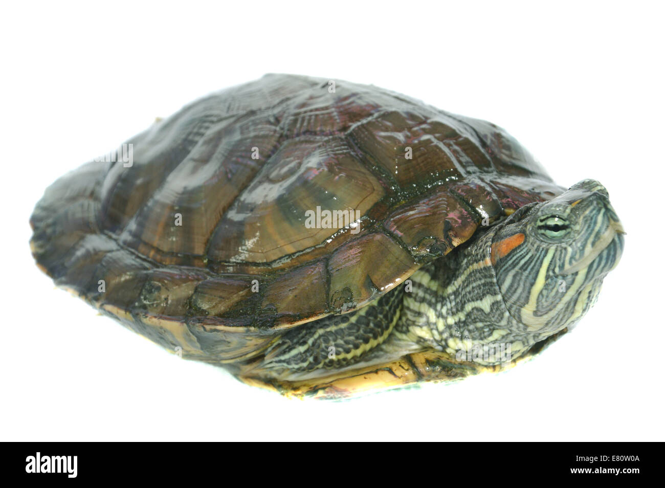 brazilian turtle Stock Photo