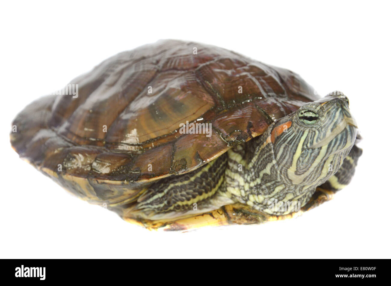 brazilian turtle Stock Photo