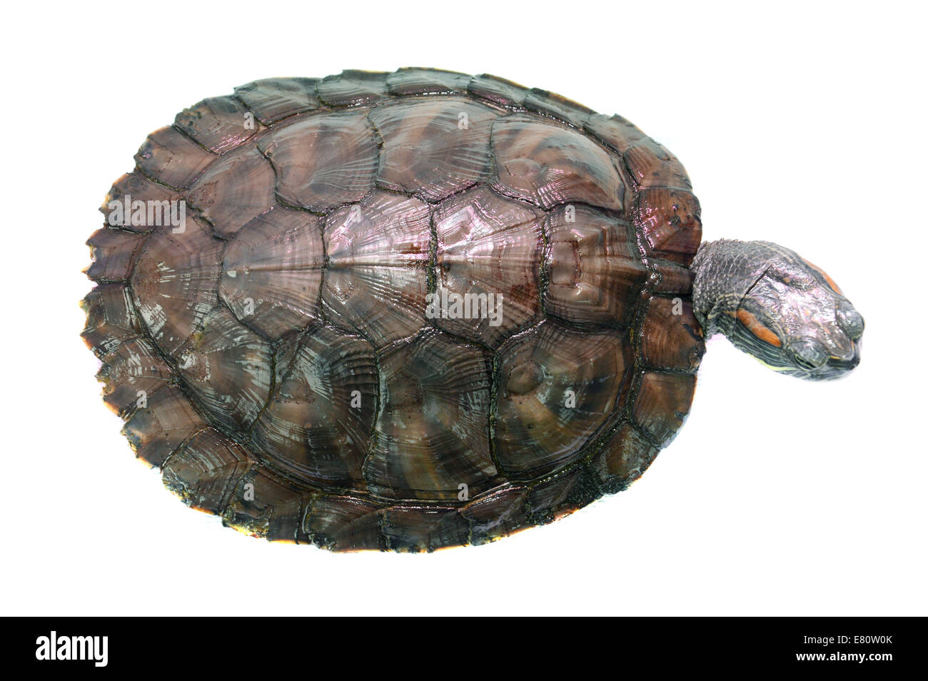 brazilian turtle Stock Photo