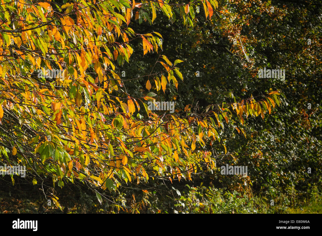 Ticehurst, East Sussex, UK. 28th September, 2014.Early morning mist and dewy cobwebs on an early morning walk near Bewl Water on the Kent and Sussex border. Autumn colors appearing. David Burr/Alamy Live  News. Stock Photo
