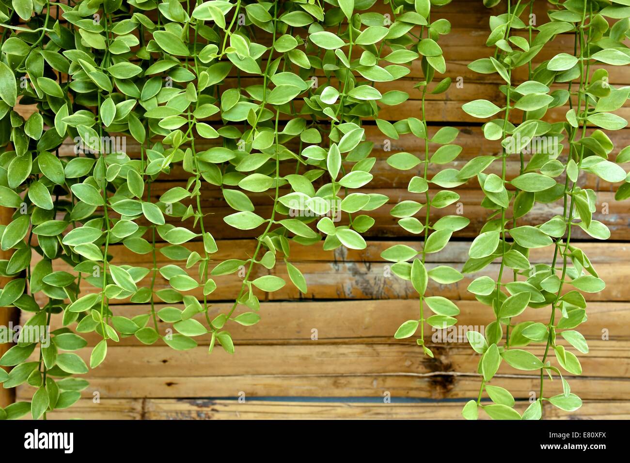 dave ornamental plant on bamboo wall Stock Photo