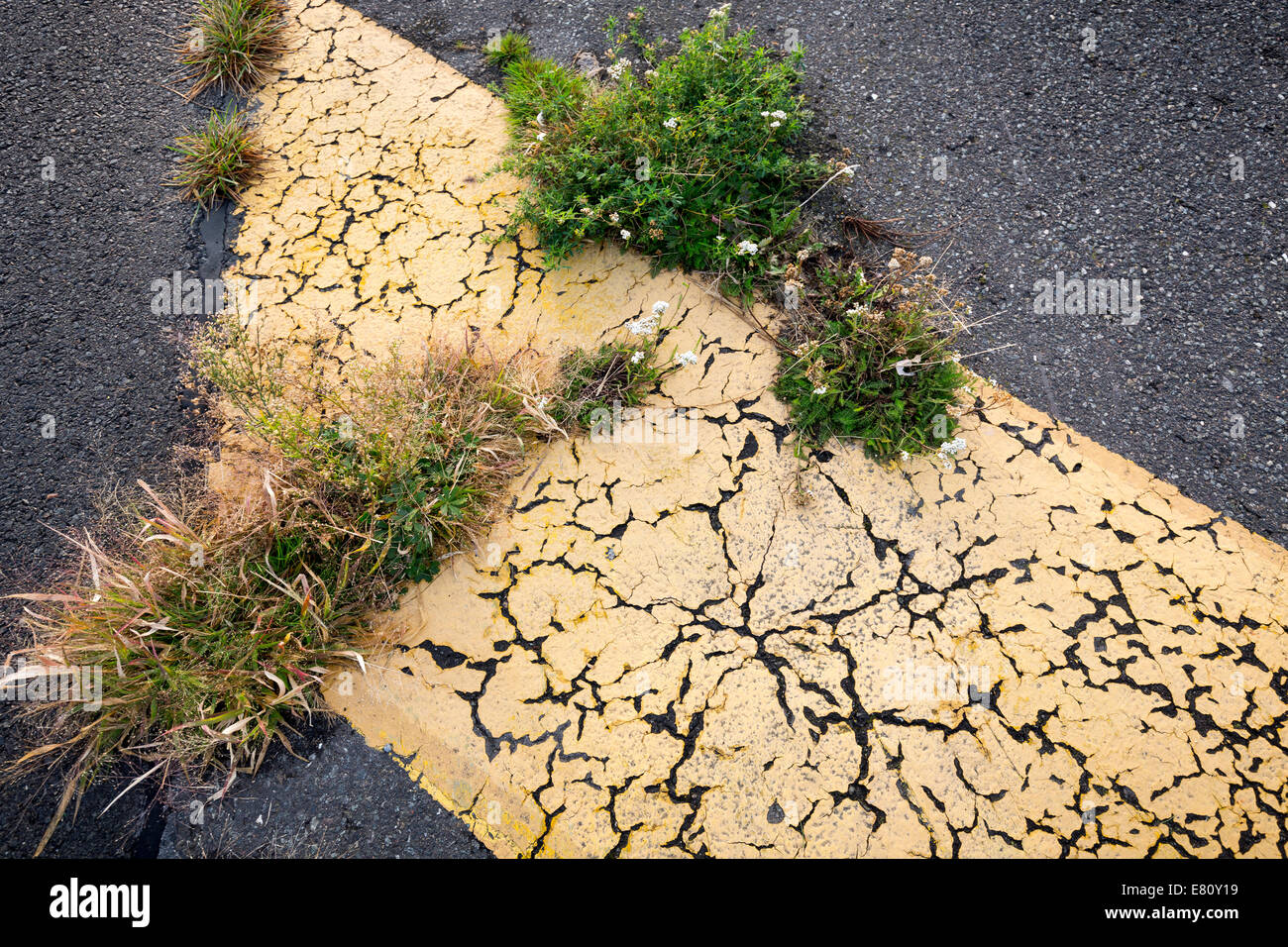 road marking on an airstrip overgrown from grass Stock Photo