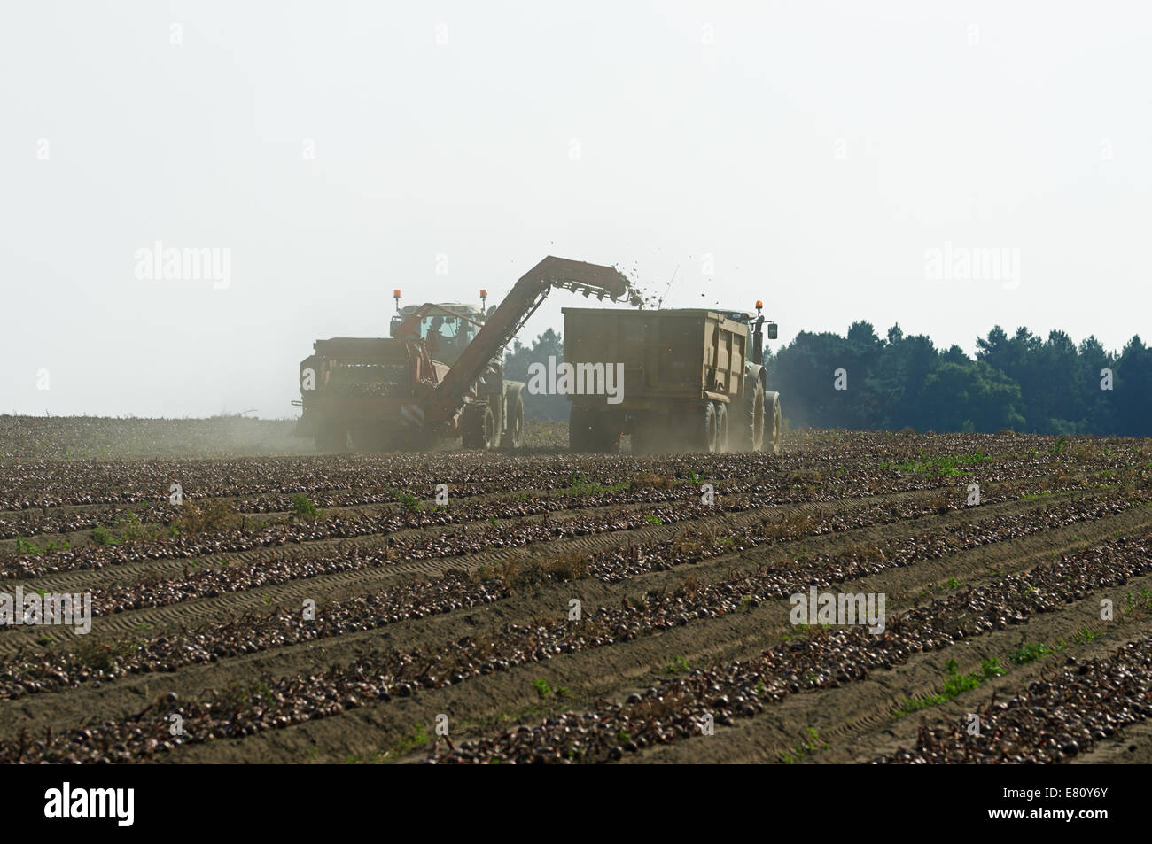 Workers harvesting onions hi-res stock photography and images - Alamy