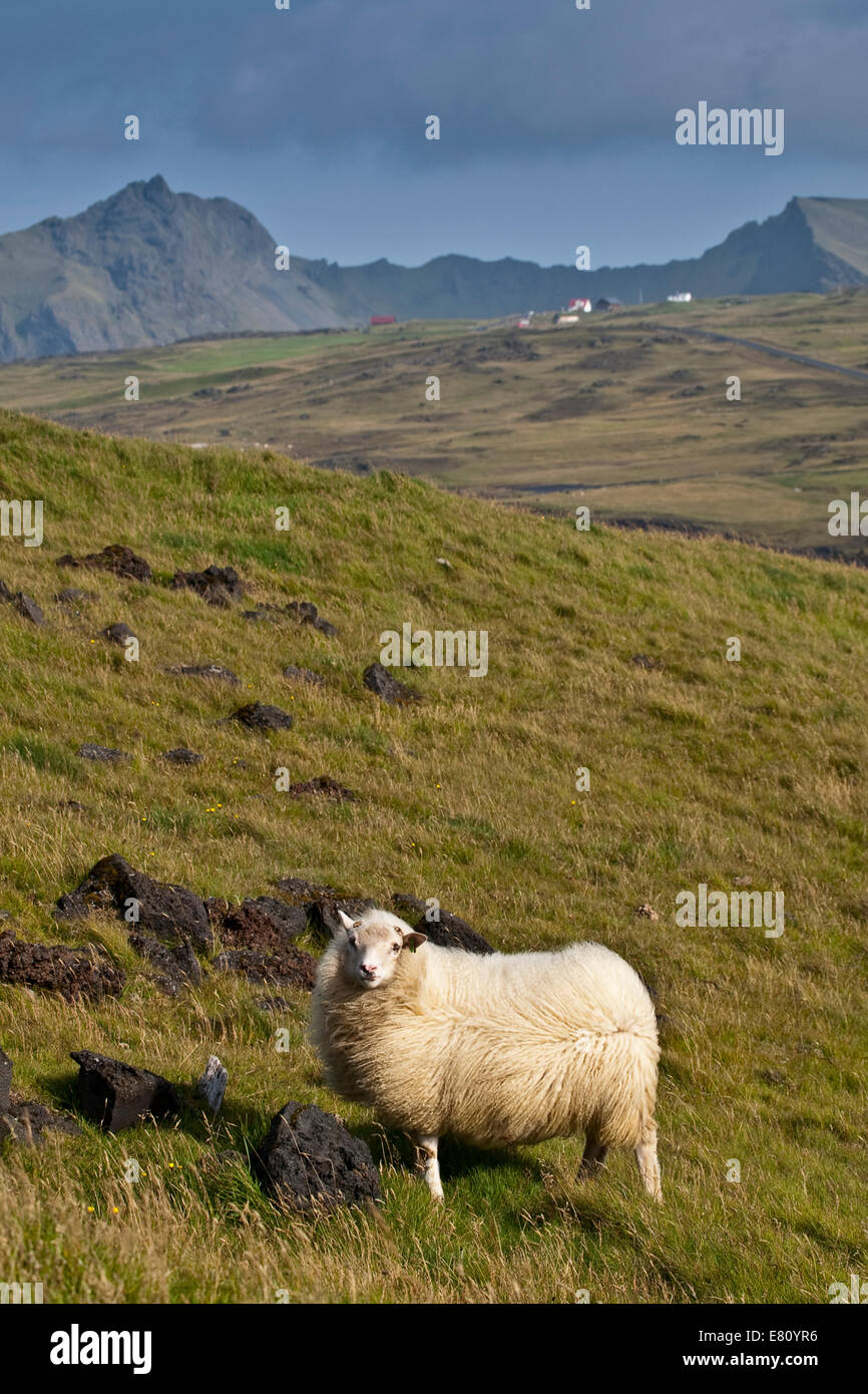 Typical sheep grazing in nearby pastures at the coast of Heimahey island.Vestmannaeyjar. South Iceland, Scandinavia, Europe. Stock Photo