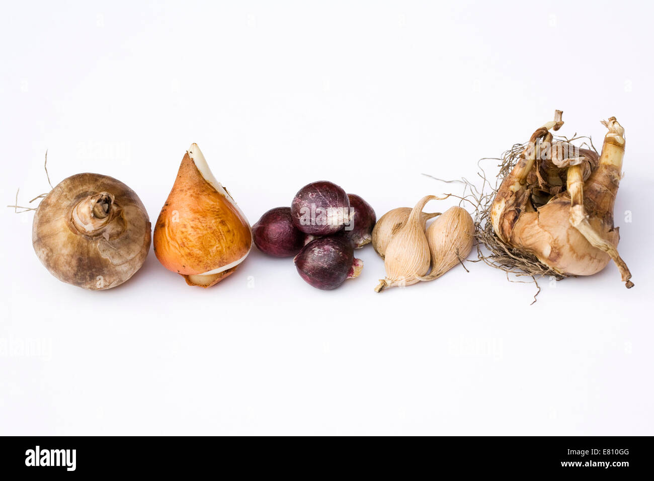 A selection of bulbs ready for planting on a white background. Stock Photo