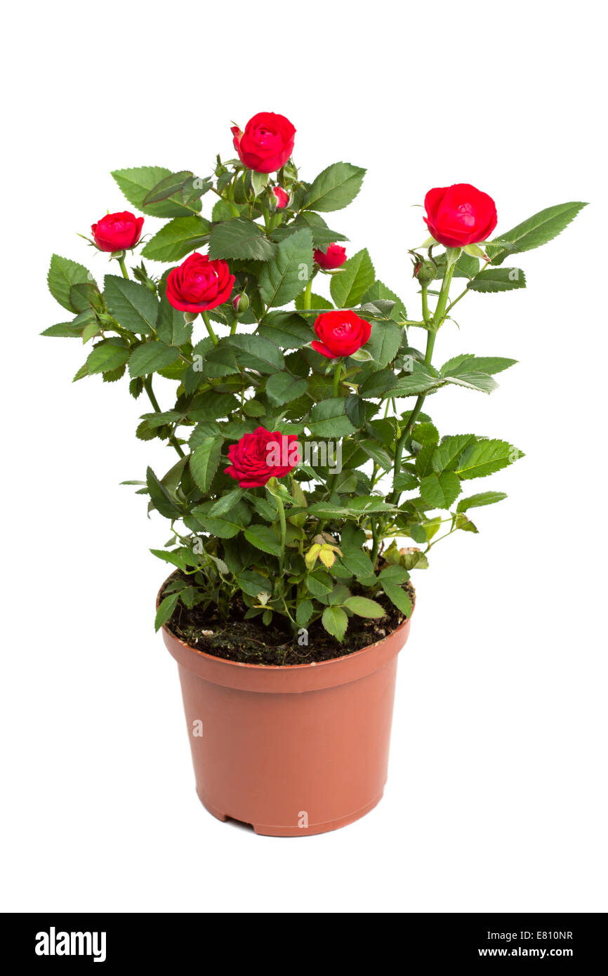 Roses in a flower pot isolated on a white background Stock Photo
